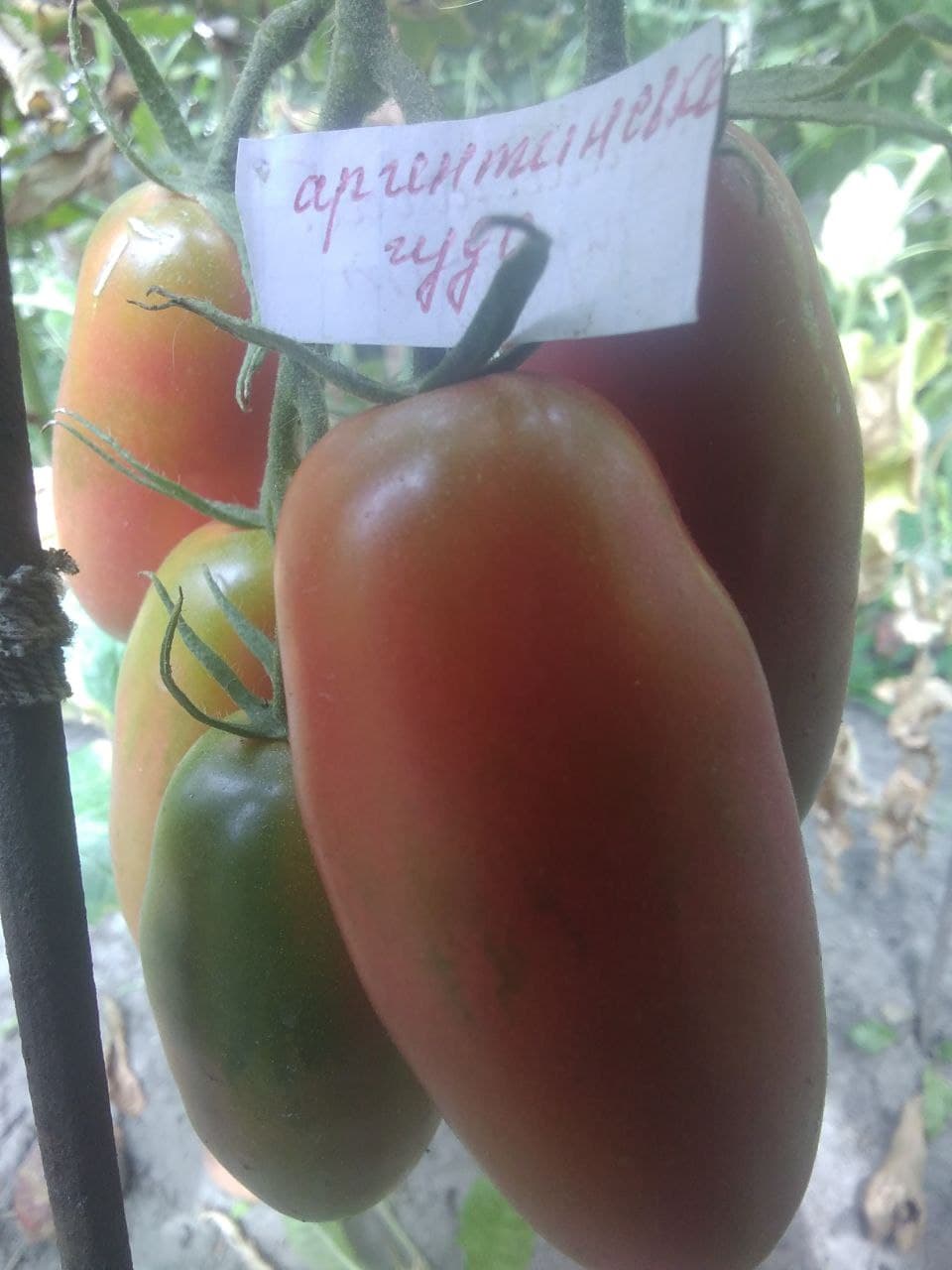 Насіння помідорів Аргентинське диво