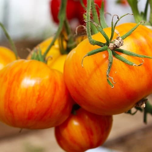 Насіння помідорів Королівська краса