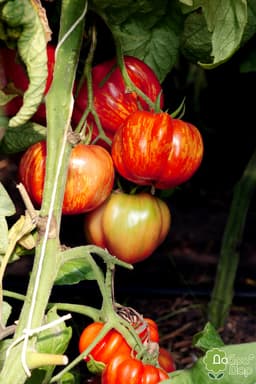 Насіння помідорів Полосата печера, фото 1