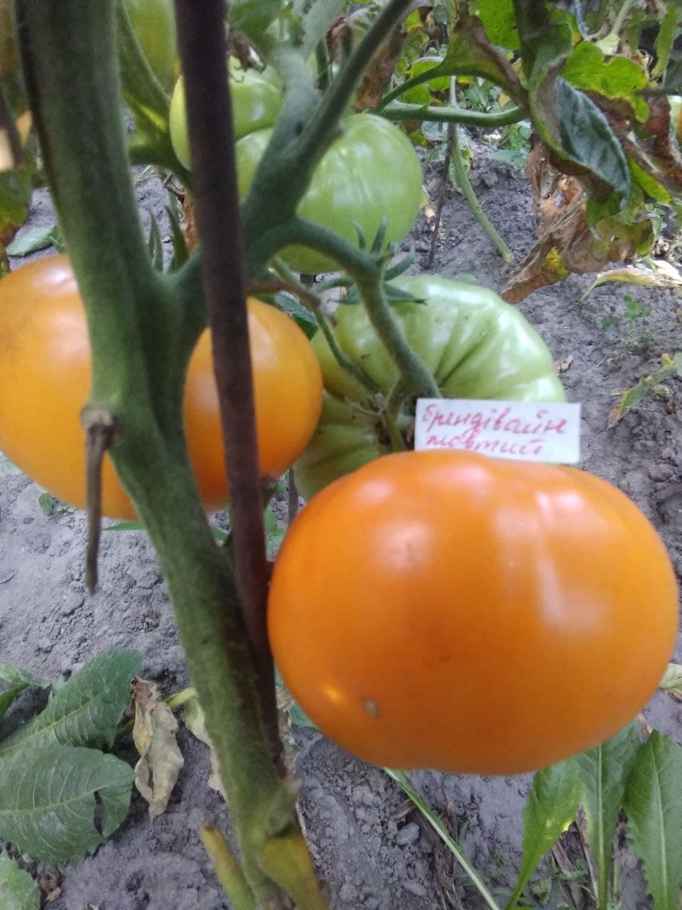 Насіння помідорів Брендівайн жовтий — купити з доставкою по Україні