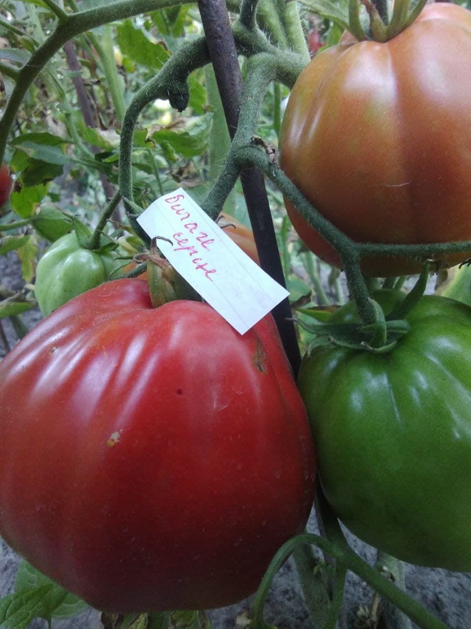 Насіння помідорів Бичаче серце