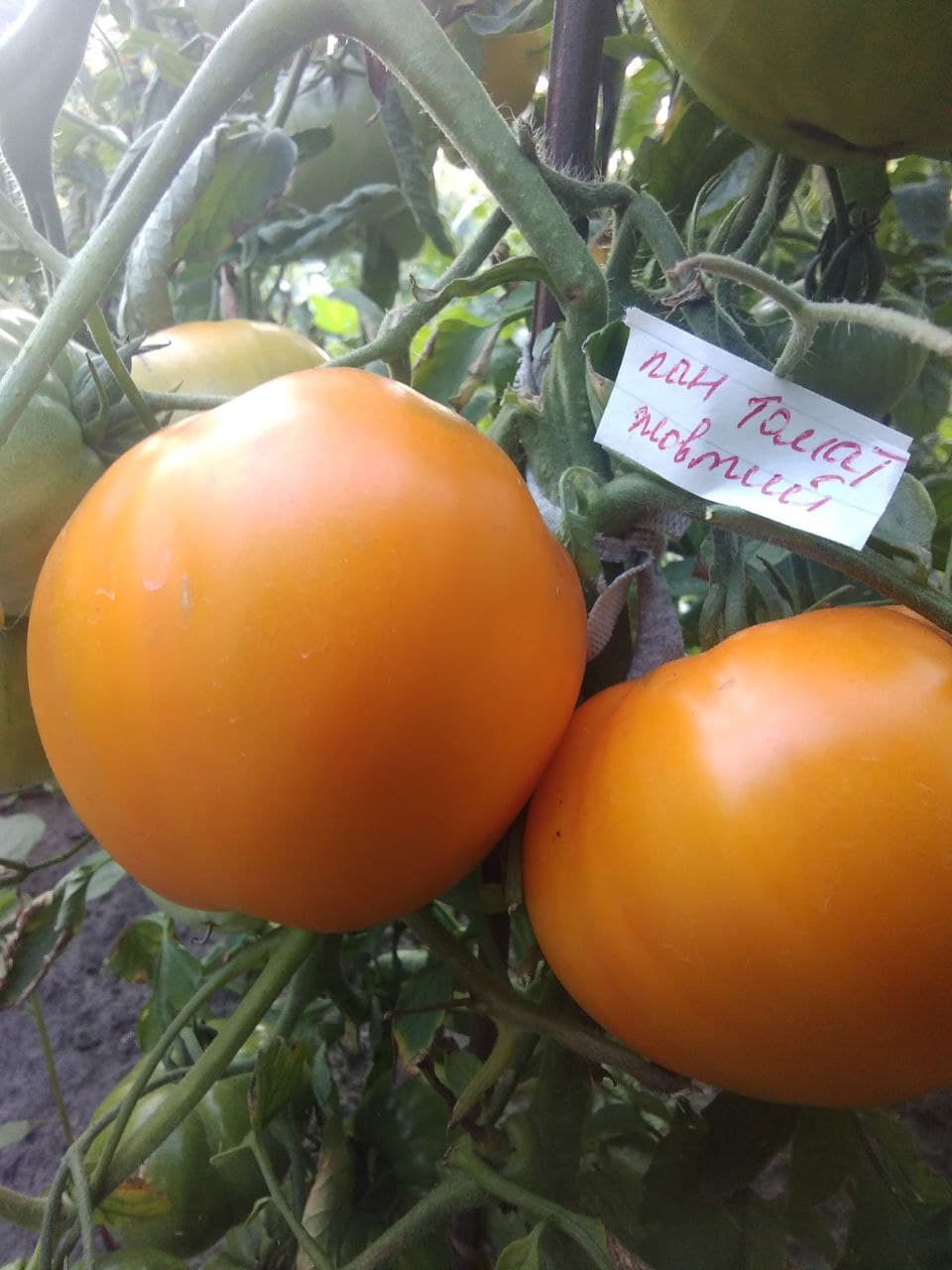 Насіння помідорів Пан Томат жовтий (високий)