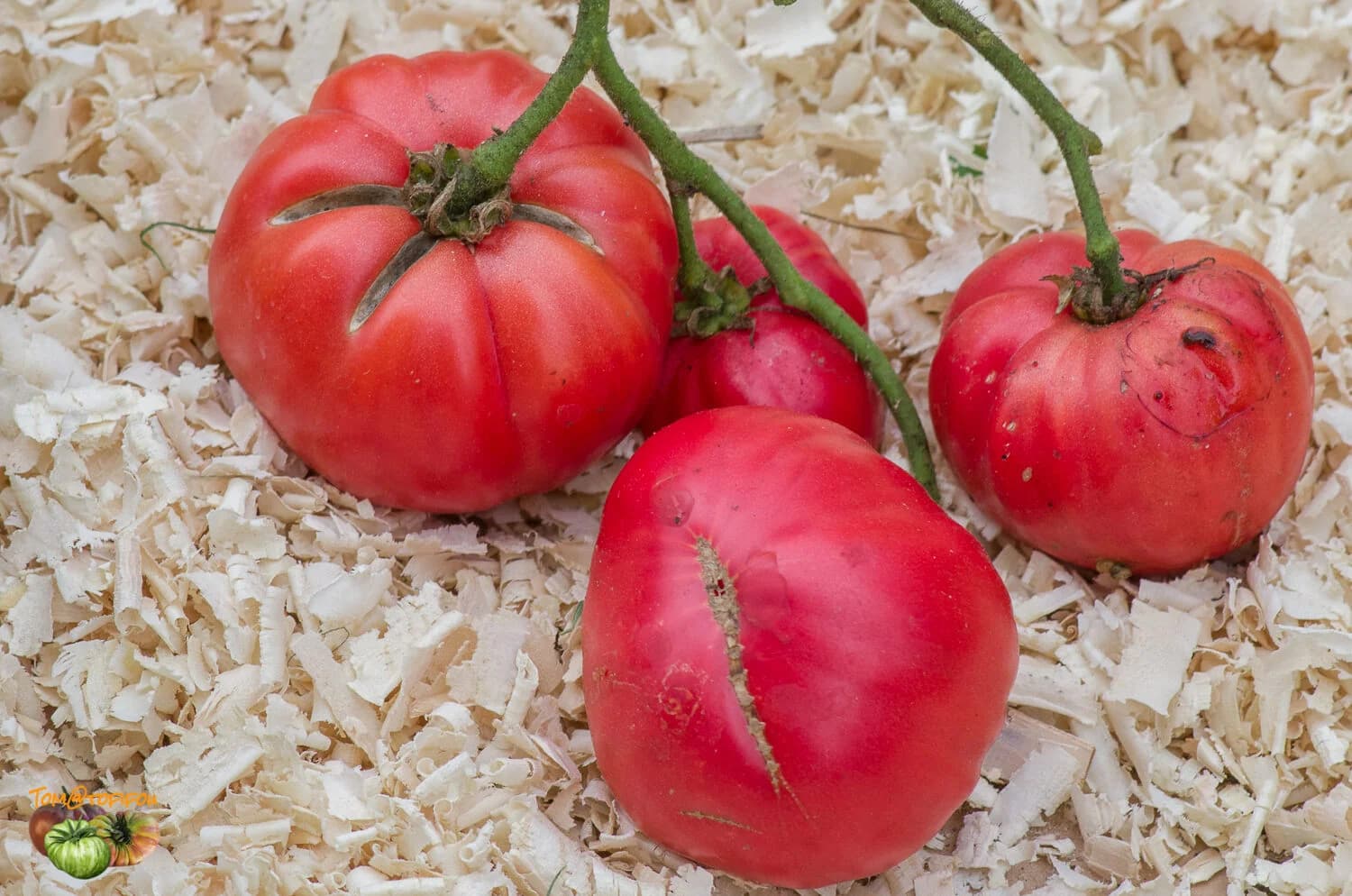 Насіння помідорів Красне масляне серце