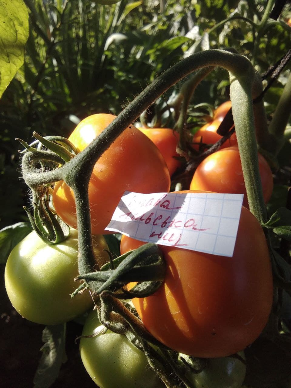 Насіння помідорів Брава польська