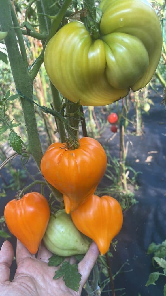 Насіння помідорів Заілійський Алатау жовтий — купити з доставкою по Україні