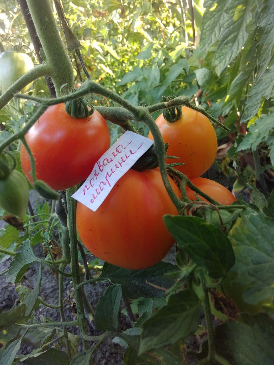 Насіння помідорів Похвала Марини