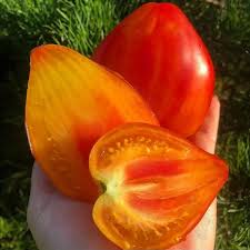 Насіння помідорів Апельсинове манго — купити з доставкою по Україні