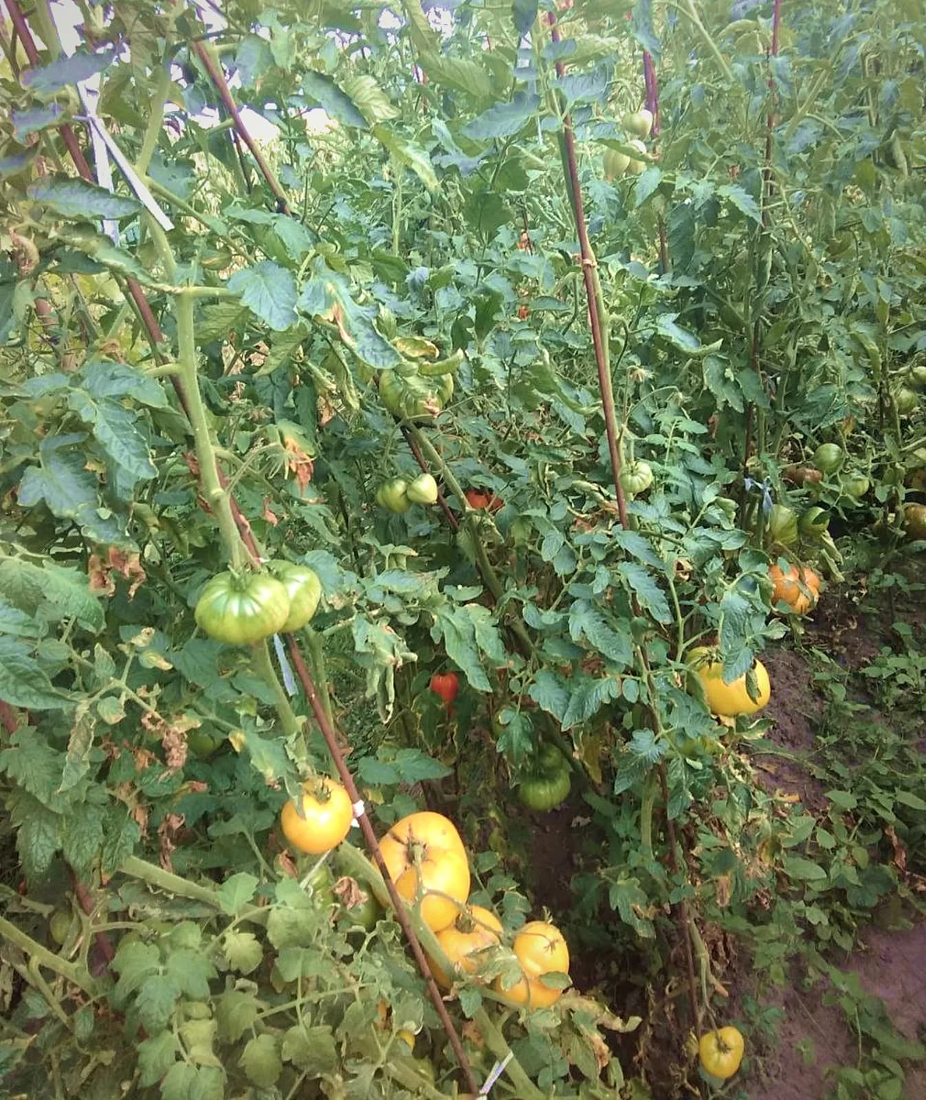 Золото грядок 🍅 Достигають наші жовтоплідні — м'ясисті, медові на смак.