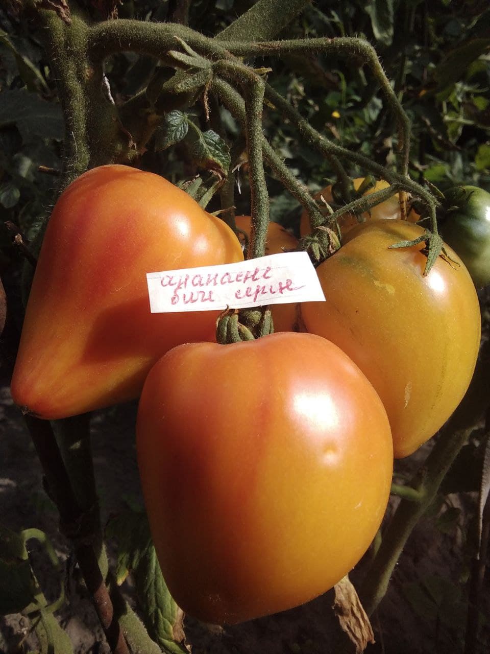 Насіння помідорів Ананасне биче серце