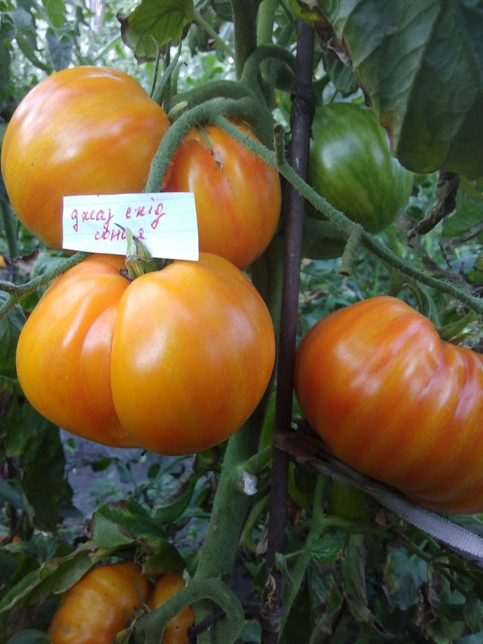 Насіння помідорів Джаз схід сонця