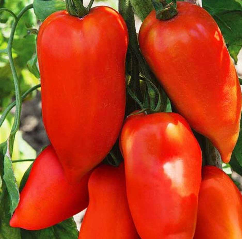 Насіння помідорів Американський довгий