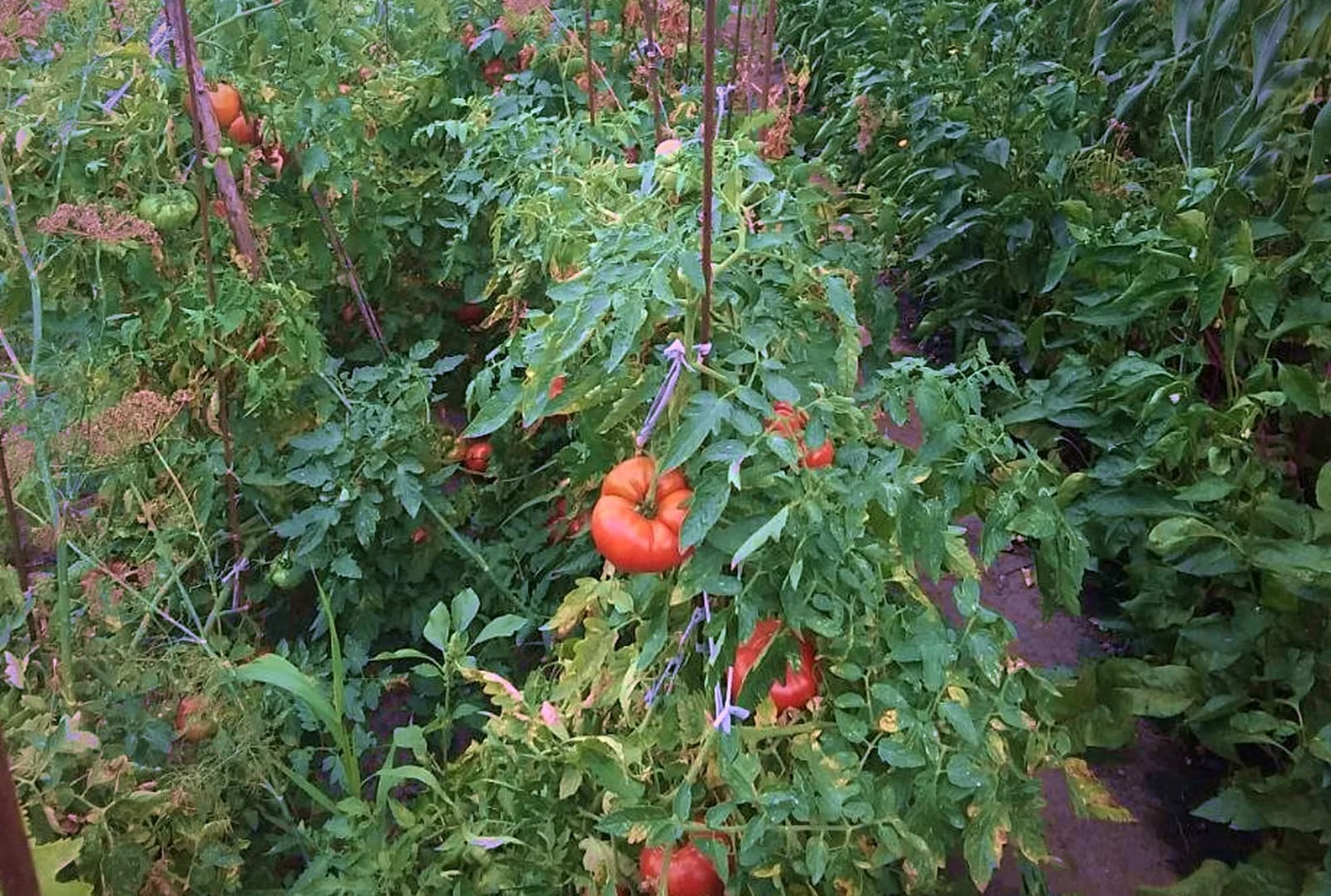 Тут визріває справжнє 🍅 Наш город — без поспіху й без хімії, лише сонце, вода і турбота. Саме звідси помідори потрапляють до вас на стіл.