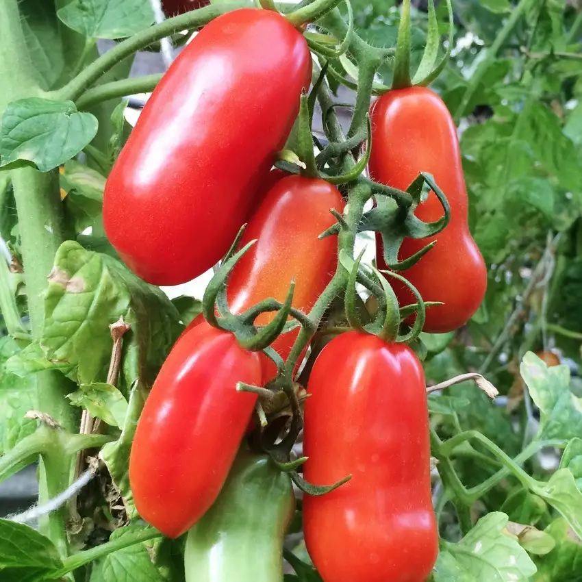 Насіння помідорів Французький гроновий