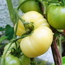 Насіння помідорів Мікадо білий — купити з доставкою по Україні
