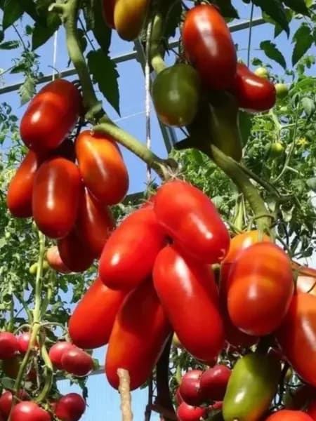 Насіння помідорів Дамський каприз