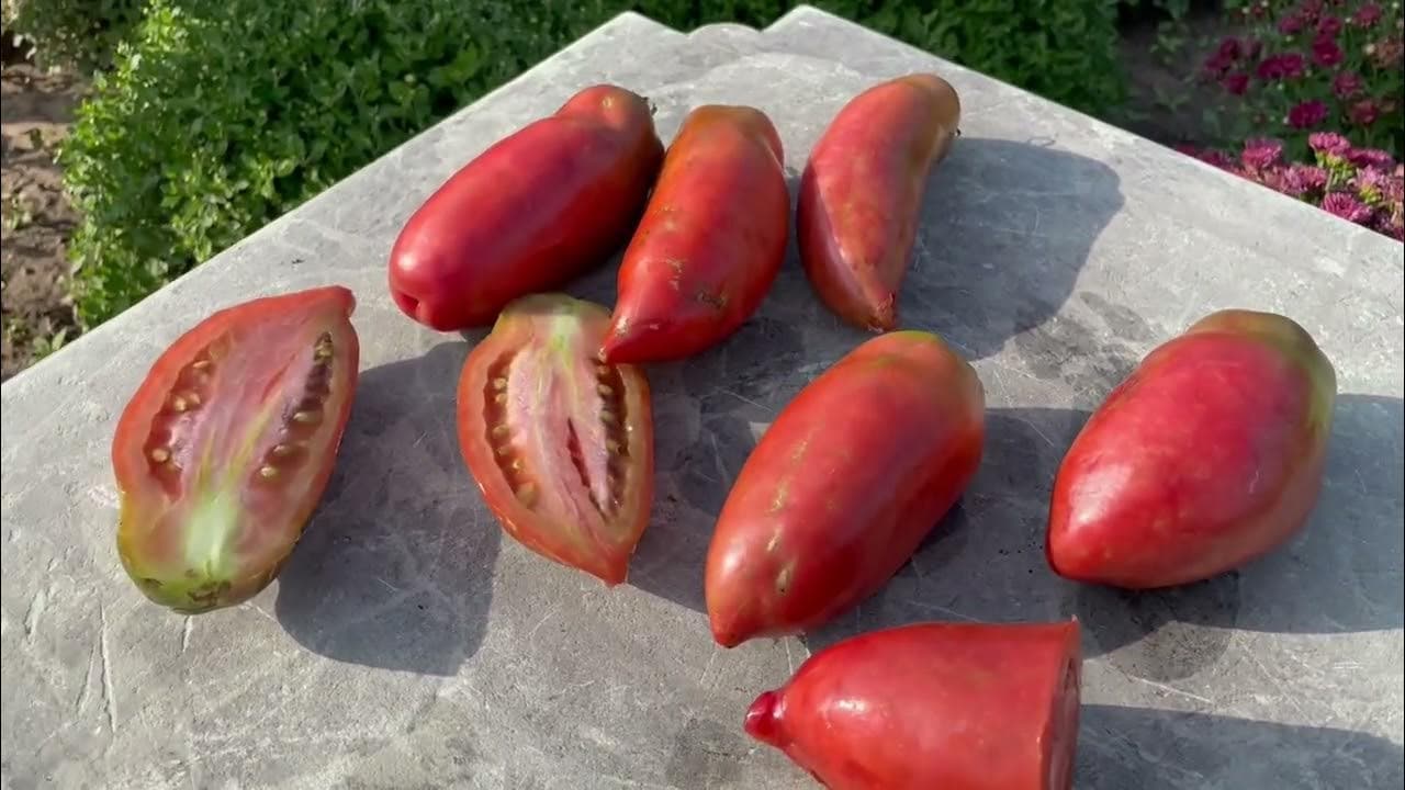 Насіння помідорів Фіолетова гордість весселя